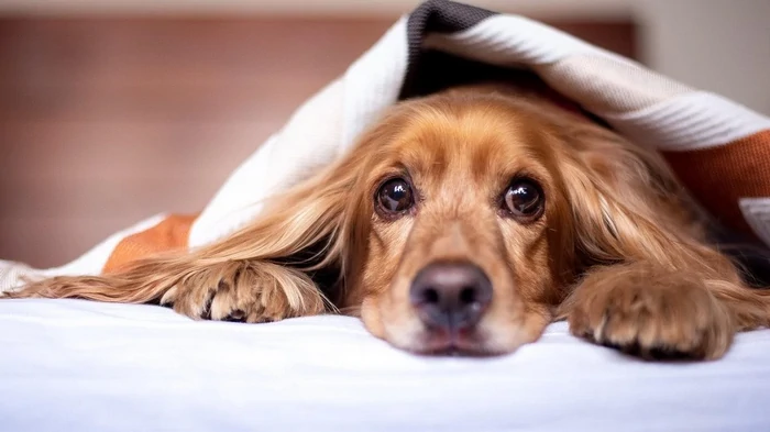 Čím by se psi nikdy neměli krmit: mnoho lidí tento zákaz ignoruje