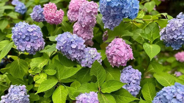 Zahradnický trik na ochranu hortenzií před krutými mrazy