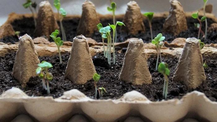 Dvakrát rychleji: semena namočená v této šťávě vyklíčí za rekordní 3 dny.