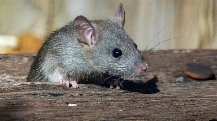 Jak dostat hlodavce z kurníků a stodol: stará venkovská metoda, která funguje bezchybně