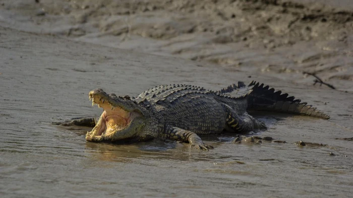 Jaký je rozdíl mezi krokodýlem a aligátorem: kde jsou nebezpeční predátoři?