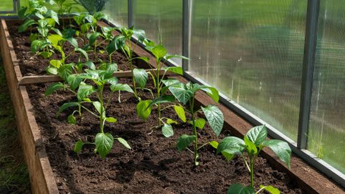 Je čas sázet papriky: jak na to a které termíny jsou nejúspěšnější