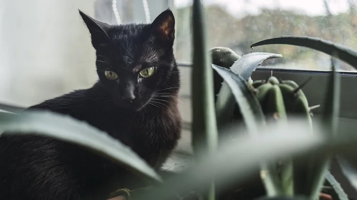 Když dáte jméno černé kočce, ochrání váš domov před nepříjemnostmi: lidové věštby