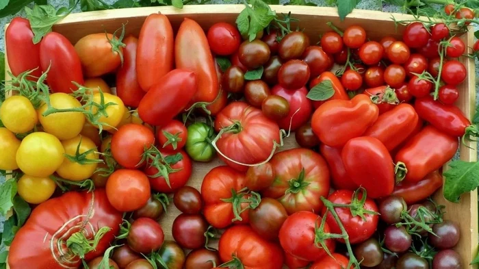 Oblíbené odrůdy rajčat, které nesplnily očekávání, a tady jsou důvody, proč tomu tak je